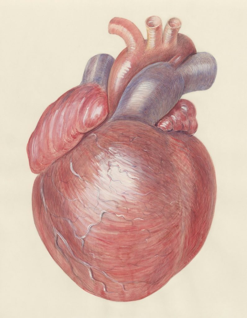 Title: Heart Creator: Wetselaar, H.G, (1926-) Date: 1950/1990 Providing institution: Universitaire Bibliotheken Leiden Aggregator: Dutch Collections for Europe Providing Country: Netherlands Public Domain Heart by Wetselaar, H.G, (1926-) - Leiden University Libraries, Netherlands - Public Domain. https://www.europeana.eu/item/744/item_3461533
